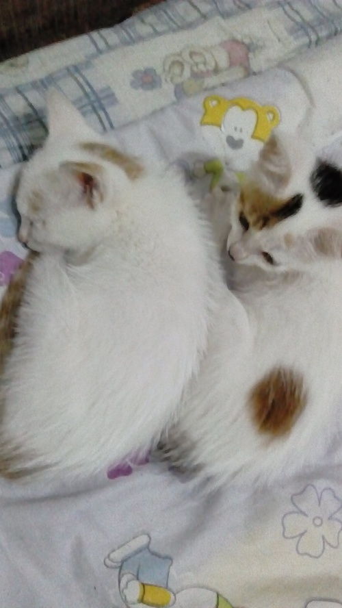 苏州相城太平捡到小猫求领养 