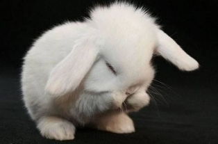 山海经星兽系列,二十八星宿中的房日兔是一只兔子吗