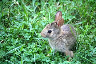 小兔子的活动特点是什么 