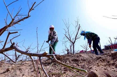 甘肃林木种子基地有哪些（甘肃林木种子基地及其周边重要资源分布）