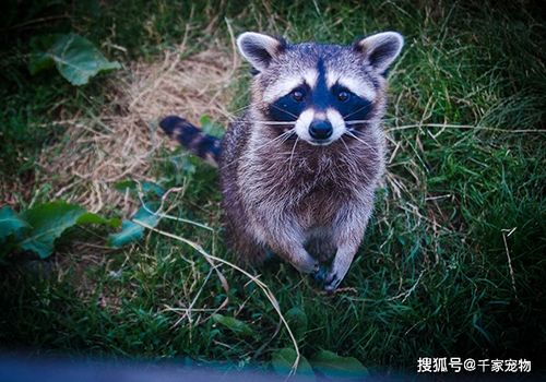 北美小浣熊吃什么 应该怎么饲养