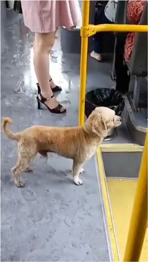 狗狗独自坐公交还会听报站下车 拍摄者 看来它是常客 