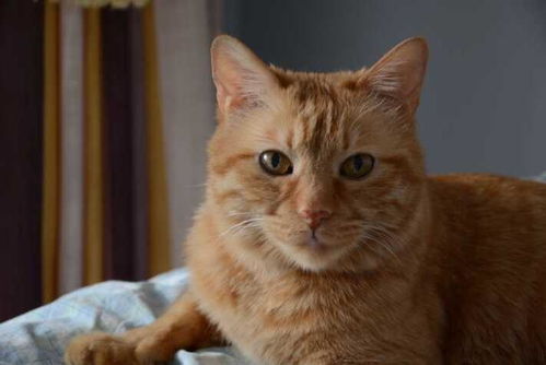 养了16年的猫咪去世,主人用这样的方式纪念它,网友表示感动 