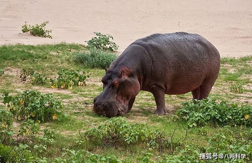 河马是食草动物还是杂食动物 河马尝了一口肉,连命也搭了进去