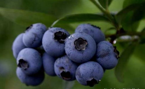 为什么家里忌讳种蓝莓 蓝莓为什么不吉利