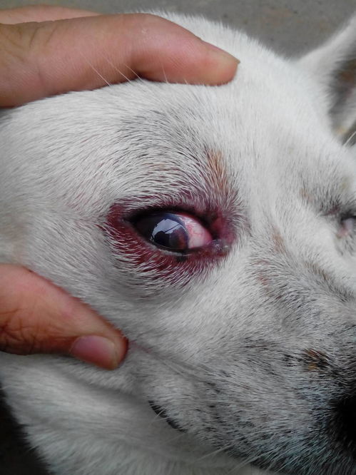 狗狗3种眼睛炎症,都会导致眼睛红肿,还可能会影响视力