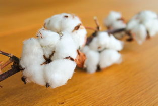 抗虫棉需要防虫吗,如何提高转基因抗虫棉的持续性、长久性