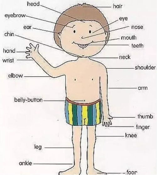 身体部位图片指示卡通 表情大全
