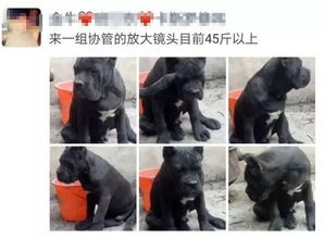 男子为宠物取名 城管 协管 被依法传唤至派出所