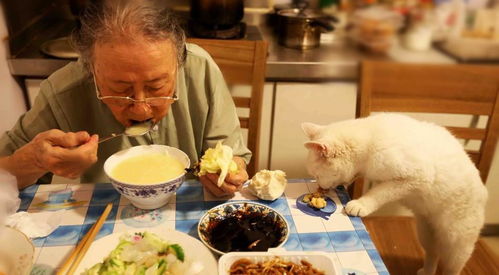为了养猫,88岁老奶奶终生未嫁,选择和几百只猫结束最后时光