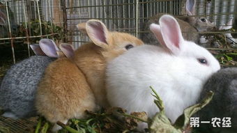 养好兔子的注意事项和几个养殖误区介绍