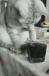英短趁主人不在场,偷偷尝了桌子上的可乐,猫 莫非是肥宅快乐水