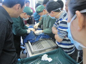 靖江班 宠物行业技能培训系列报道 十一 外科手术 