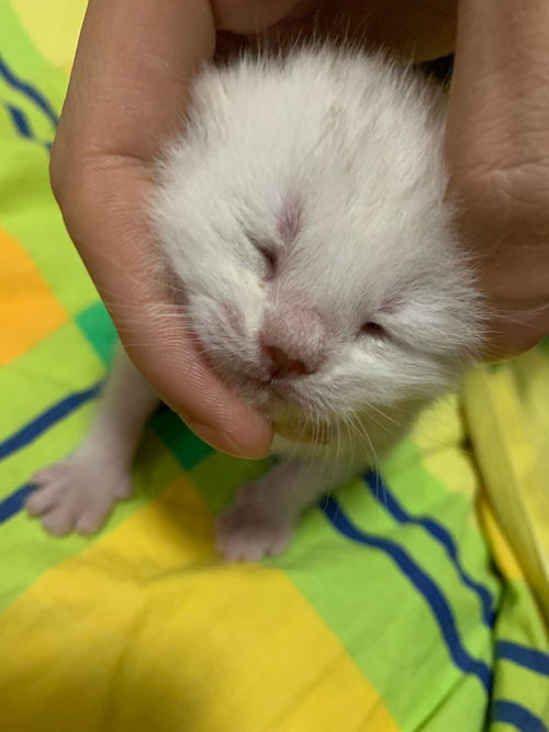 2周小猫眼睛睁不开眼睛没分泌物 