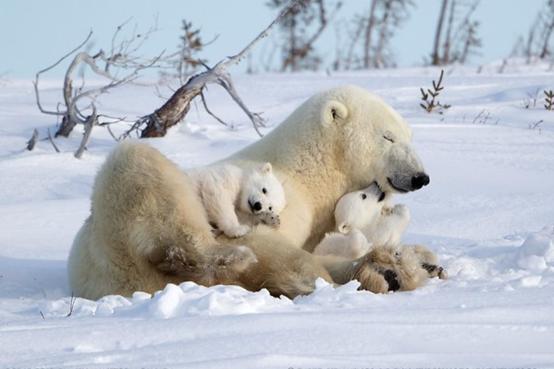 动物摄影师捕获野生北极熊 镜头下的母子互动萌到炸
