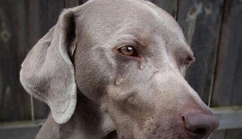 狗狗流眼泪是因为 难过 关于狗狗会流泪的6个原因