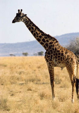 如何使长颈鹿的脖子更干净？ -图2