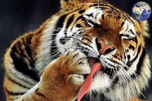 中国原本有三种老虎, 一种濒危一种灭绝一种胖成球