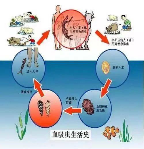 宁国旌德绩溪联合开展血防查螺活动