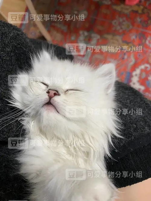 小猫突然很粘我怎么办（建立与猫咪的信任，增强互动方式）