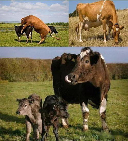 母牛公牛多功能保健营养素 显著提高牛的健康水平 繁殖性能,使用前后对比明显