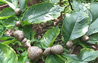 浅谈绵阳市魔芋种植培养及移栽技术,一亩魔芋种多少株合适