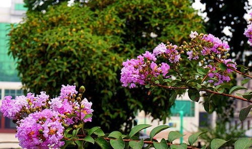 紫薇花花期多长时间,北方名贵绿植