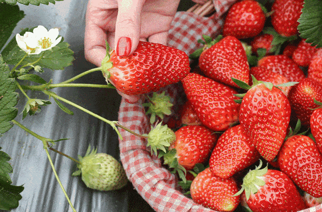 觅春 莓有烦恼 满园的草莓色,是我给你捧在手心里的甜蜜