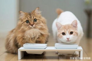 为什么买的猫粮猫猫不爱吃 