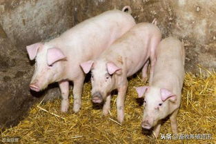 养猪人切记夏季猪场防病的两个方向