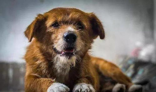 女孩救了一只流浪狗,1个月后,被它的举动感动哭