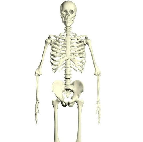 人体共有206块骨头,中国人却普遍只有204块,少的两块哪儿去了