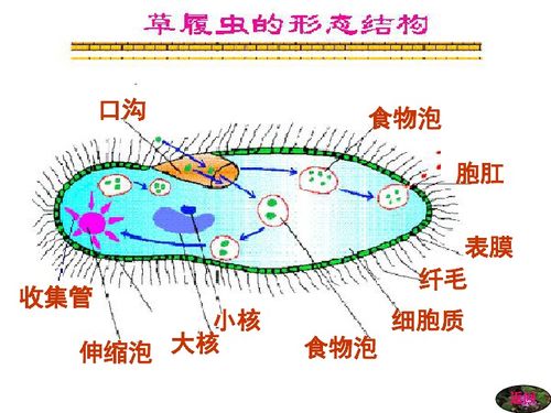 无脊椎动物手抄报 图片欣赏中心 急不急图文 Jpjww Com