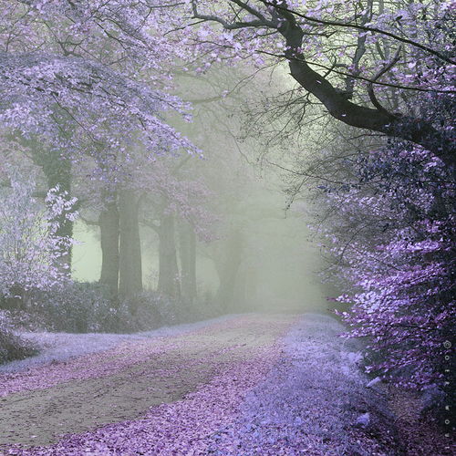 紫色的森林