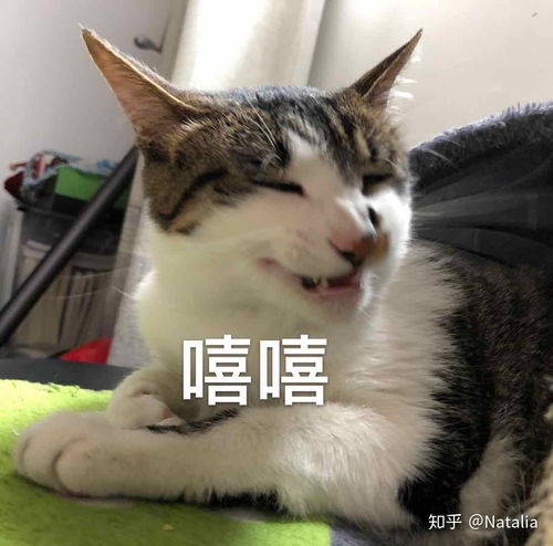 有什么搞怪的猫咪名字 