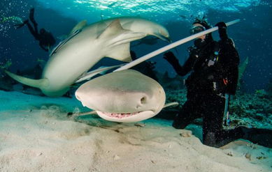 可爱可亲官网美摄影师抓拍鲨鱼水下 咧嘴笑 照片