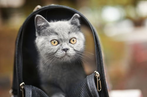 背着猫包可以上大巴吗 带猫猫出行,这些事情你必须要了解
