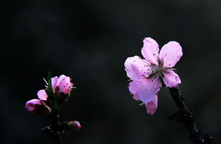 桃花飘香