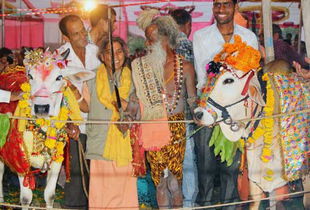 印度一场特别的婚礼 两头牛结为 夫妻