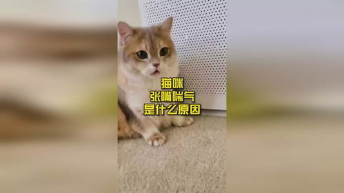 猫咪张嘴喘气是什么原因