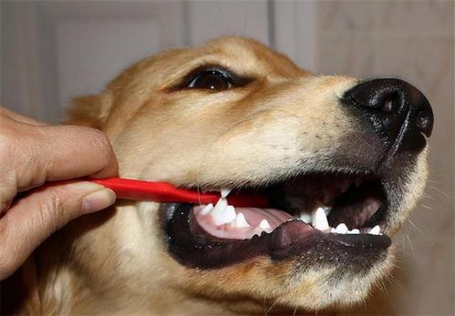 教你如何正确帮狗狗清理牙齿