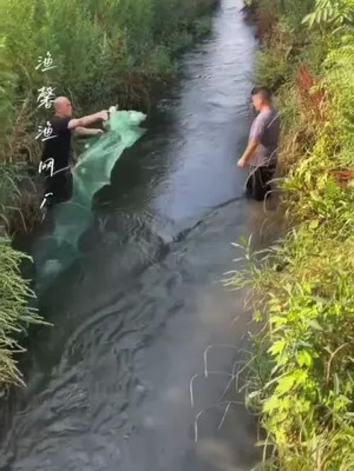 这个 拦河网 真的能够做到一网打尽 鱼和虾一个也不会放过 超实用 抓鱼摸虾 