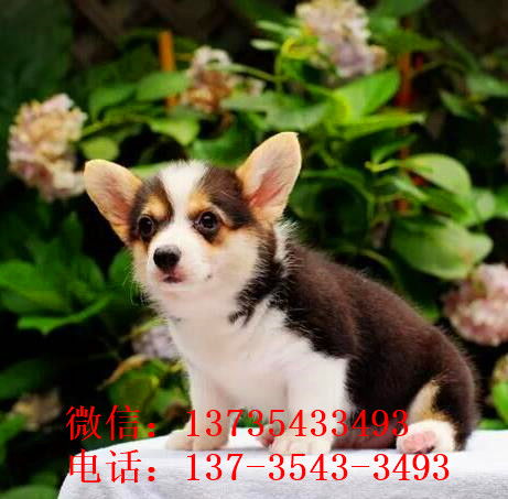 上海宠物狗狗出售威尔士柯基犬小短腿狗狗领养