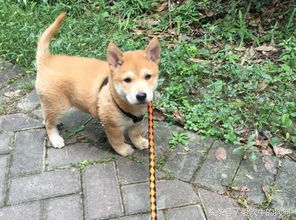 广西土狗成长记 不要看不起本土狗,中华田园犬才是东方神犬