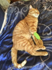 收养六个月的橘猫得了猫瘟,一天500元的治疗费用,只因不忍放弃 