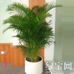 俺老板叫俺级俺办公室买一批植物,哪些植物适合放办公室呢
