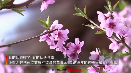 桃花朵朵等你来 