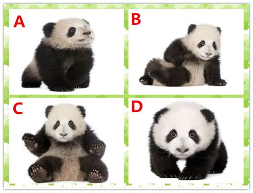 星座测试 你选哪只熊猫 看看哪1个坏习惯会让你赚少90万