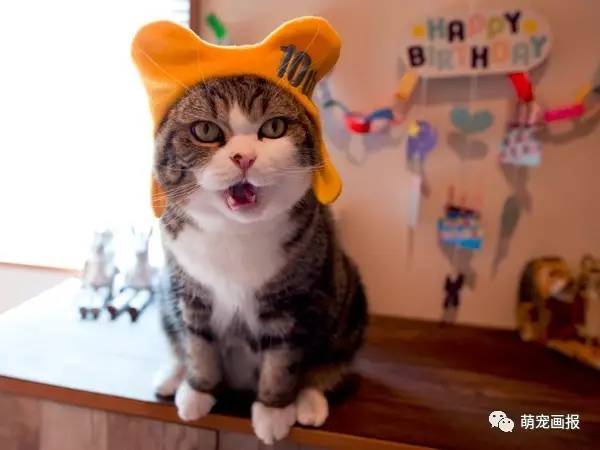 我最喜欢的猫咪Maru十岁啦,生日快乐 