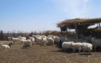圈养羊用什么草料和饲料养比较好 